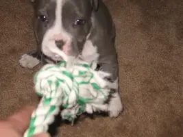 PittPup008Medium.jpg