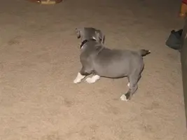 PittPup006Medium.webp