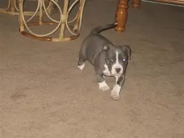 PittPup003Medium.webp
