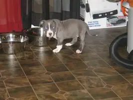 PittPup001Medium.webp