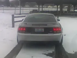 mustang5.webp