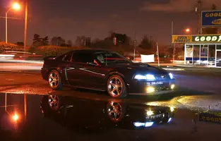 YellowFogs-1.webp