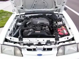 stang1.webp