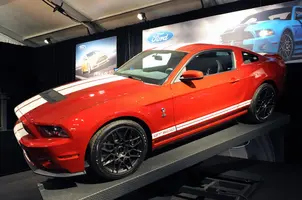 Shelby.webp