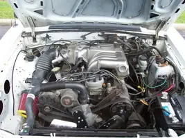 mustang8.webp