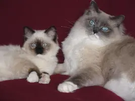rupert-and-milo---small.webp