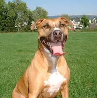 Bighead.webp