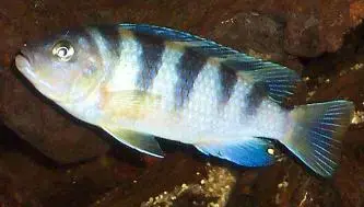 Female Kenyi.webp
