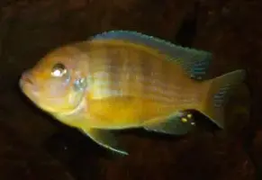 Male Kenyi.webp
