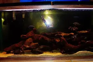 African tank.webp