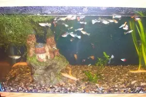 Community tank.webp