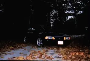 mustang11.webp