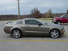 Mustang 011.GIF