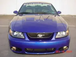 cobra.webp