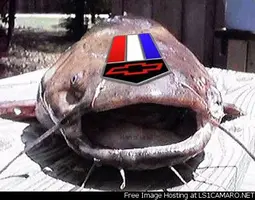ls1catfish.webp