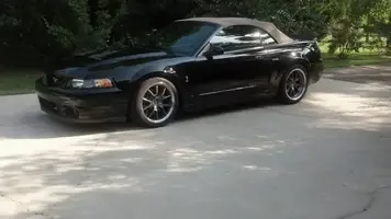 cobra.webp