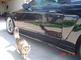 Mustang008.webp