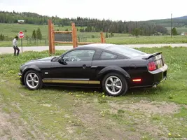 Shelby_002.webp