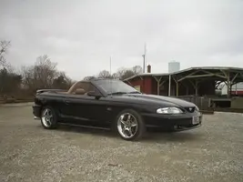 stang2.webp