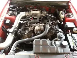 mustang 4.webp
