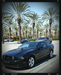 mustang.webp