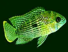 green_terror.webp