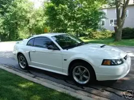 stang1.webp