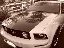 pony7.webp