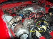 wtf-bluething.jpg