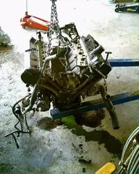 mustang008.webp