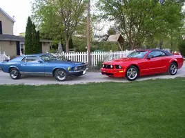 mustangs.webp