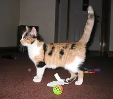 Kitty1.webp