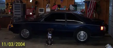 BrunoandMustang.webp