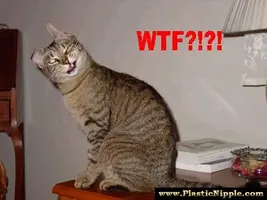 wtf_cat.webp