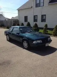 mustang1.webp