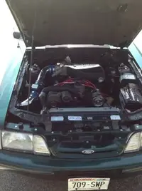 mustang6.webp