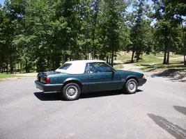 mustang 007.webp