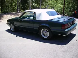 mustang 009.webp