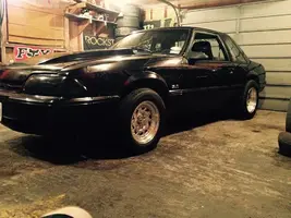 mustang 1.webp