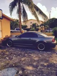 stang2.webp