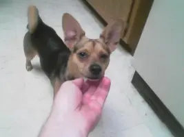 mylittledog.webp