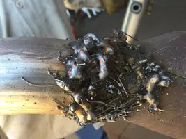 WeldJob.webp