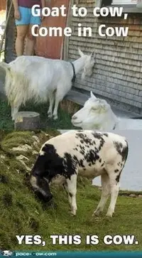 Cow_zpshzqvzwbe.webp