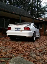 stang.webp