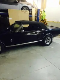 Mustang Photo1.webp