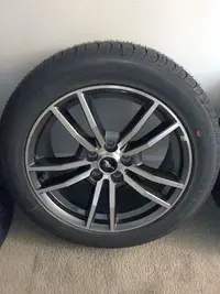 mustang (5) - Copy.webp