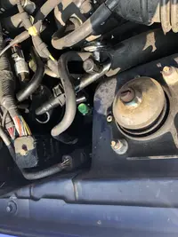 green cap stang.webp