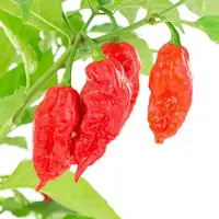 ghost-pepper-bhut-jolokia-growing-hot-pepper-pepper-joes_grande.webp