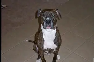 MAY 2011 Bruno age 7.JPG
