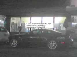 shelby1.webp